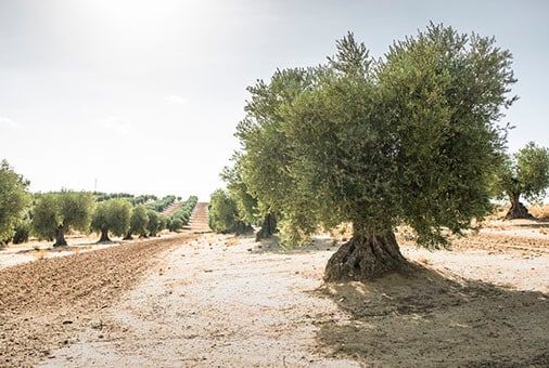 Dia da Receita com Azeite Dentinho 8 Oliveira