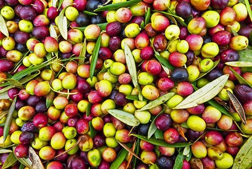 História do Azeite 6 Mercado Azeite